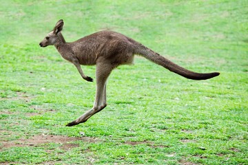 A Kangaroo (Marsupial) Hopping; Gold Coast Hinterland, Queensland, Australia