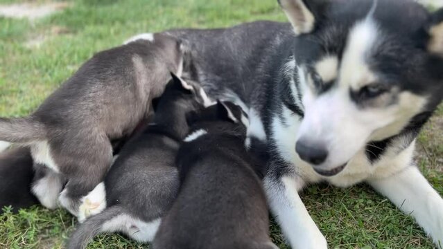 A group of Husky puppies eating isolated on a grass background