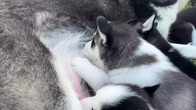 A group of Husky puppies eating isolated on a grass background