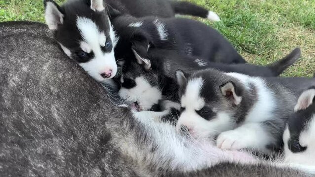 A group of Husky puppies eating isolated on a grass background