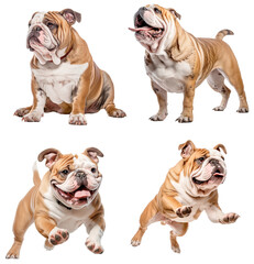 Bulldog (Sitting, Standing, Running, Jumping)