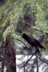 blackbird on a tree
