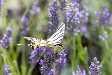 Fennel Swallowtail on lavender, Provence, France
