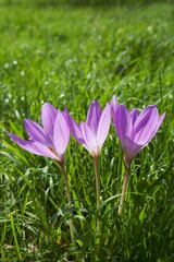 Wild Purple Crosuses In A Grass Field; Bickensohl, Germany