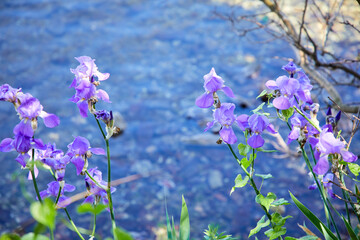 blue iris flowers in the garden