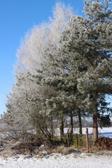Drzewa zimą