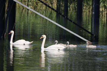 A family of swans swims near the pier