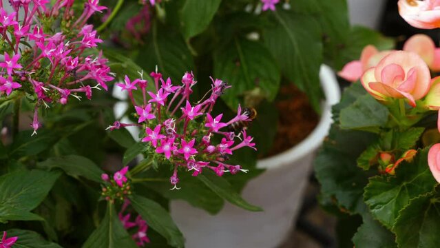 Honey bee in action, pink flowers, pollination process, outdoor floral environment, vibrant summer scene.