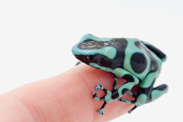 Black And Green Poison Dart Frog (Dendrobates Auratus) Sits On A Finger; St. Albert, Alberta, Canada