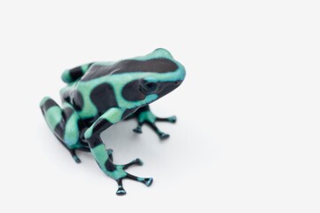 Black And Green Poison Dart Frog (Dendrobates Auratus)