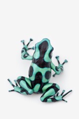 Black And Green Poison Dart Frog (Dendrobates Auratus)