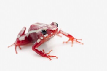 White-Striped Poison Dart Frog (Epipedobates Anthonyi)
