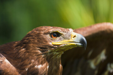 Fototapeta premium The Head Of An Eagle; Windermere, Cumbria, England
