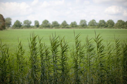 Long Grass And Trees Along The Edge Of A Field; Houten, The Netherlands
