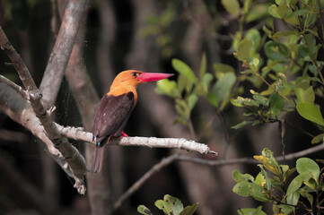 Brown-winged kingfisher is a species of bird in the subfamily Halcyoninae. It is found along the north and eastern coasts of the Bay of Bengal, occurring in the countries of Bangladesh and India.