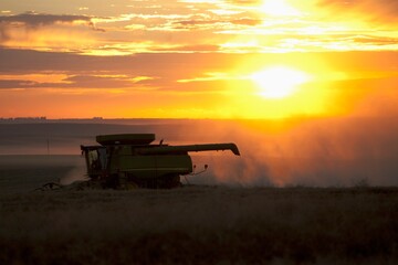 Fototapeta premium A Combine Harvester Drives Over A Canola Field At Sunset; Three Hills, Alberta, Canada