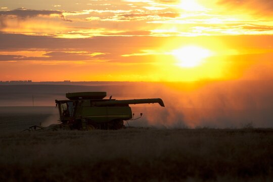 A Combine Harvester Drives Over A Canola Field At Sunset; Three Hills, Alberta, Canada