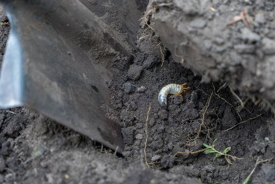 May-beetle larva on the shovel