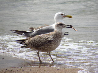 seagull on the beach