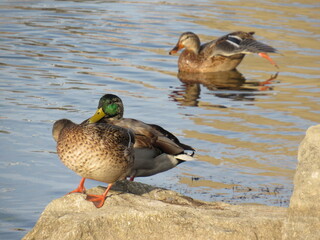 duck on the water