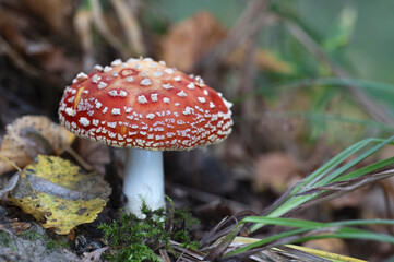 Mushroom growing in the autumn forest.