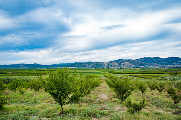 Fototapeta na wymiar Albanian countryside panoramic view, olive trees-OLEA EUROPAEA (COMMON OLIVE) and green fields with hills in the background