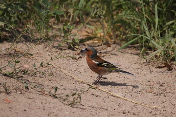 A small multi-colored bird stands on sand and plants