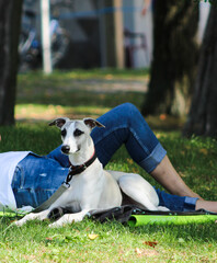 Chart angielski siedzący na trawiastej plaży, pies maści białej z obrożą na szyi, głowa popielata z białym trójkątem od pyska do czubka głowy, pies sprawia wrażenie zainteresowanego otoczeniem