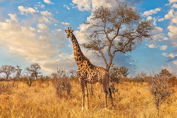 Giraffe in Krueger National Park