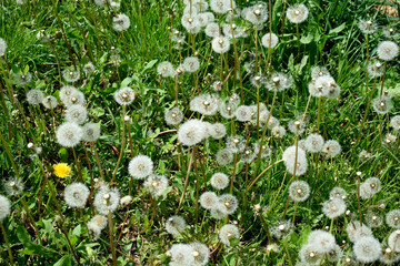 Lawn of fluffy dandelions, close-up as a texture for background