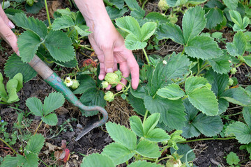 Naklejka na ściany i meble weeding green strawberries in the garden, close-up