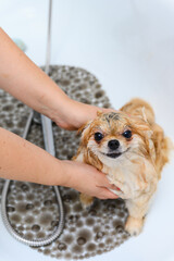 Groomer bathes a dog in the bathtub.