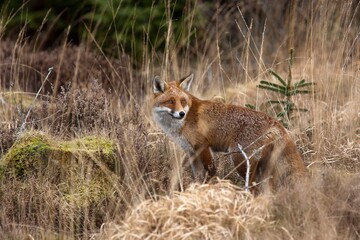 A Red Fox (Vulpes Vulpes) Standing In Brown Grass; Dumfries, Scotland