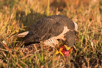 Peregrine Falcon (Falco Peregrinus) Begins Feeding On Prey It Has Captured; Montana, United States Of America