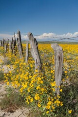 Wildflowers Surround Rustic Barb Wire Fence In The Plains Of Northwestern New Mexico; New Mexico,...