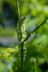 Swallowtail caterpillar in the garden