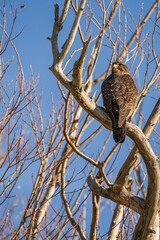 A New Zealand falcon, karearea, sits on a leafless branch. The blue sky is clear behind it.