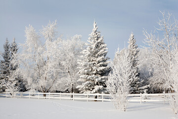 Trees Covered With Snow And Frost; Calgary, Alberta, Canada