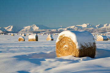 Snow-Covered Hay Bales; Okotoks, Alberta, Canada