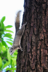 A squirrel climbing down a tree trunk. The squirrel is gray in color and has a bushy tail. The tree trunk is brown.