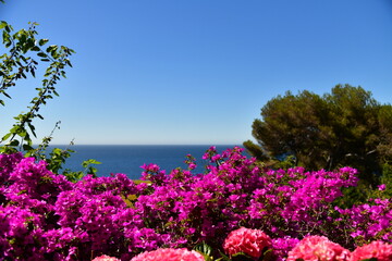 Bougainvillier vue mer © Vincent