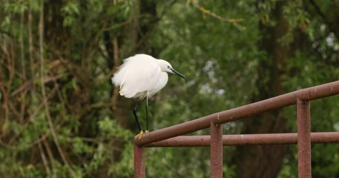 A white heron is standing on a metal pipe