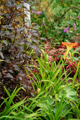 nice autumn garden with different herbs