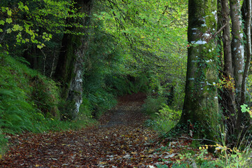 Fototapeta premium Path Through The Woods; Inistioge, County Kilkenny, Ireland