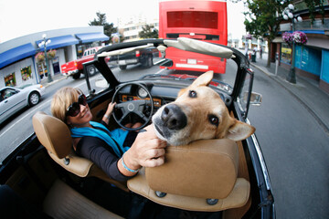 A Woman Drives In Her Classic Volkswagen Convertible With The Top Down, With Her Pet Dog, Through...