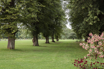 An avenue of large old linden trees in the park, surrounded by green grass.