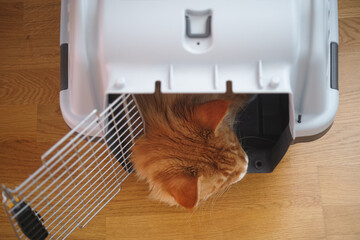 A red Maine coon cat sleeping in a cat carrier