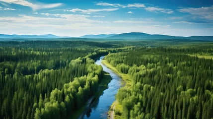 Poster forest russian taiga clearings illustration landscape green, summer russia, sky water forest russian taiga clearings © sevector