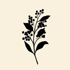 Flat vector wattle illustration. Sketch acacia