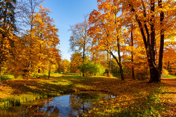 Autumn foliage in Alexander park, Pushkin, St. Petersburg, Russia